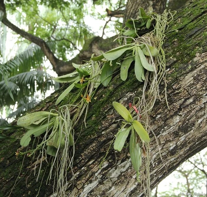 Отношения между деревом и эпифитом. Корни эпифитов. Растения Эпифиты. Эпифиты орхидеи фаленопсис. Эпифиты Южной Америки.