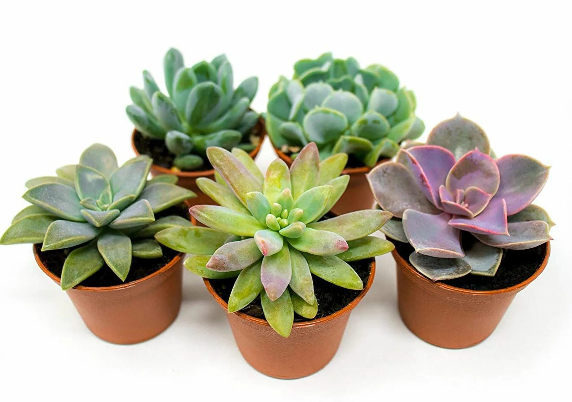 Эхеверия микс д-5. Эхеверия лав микс. Эхеверия суккулент микс. Эхеверия суккулент микс. Эхеверия экстра микс.