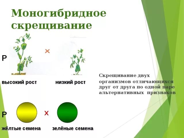 При моногибридном скрещивании учитывается. Желтые семена х зеленые семена монгибридное скрещивание. Закономерности наследования признаков моногибридное скрещивание. Закономерности моногибридного скрещивания. Скрещивание организмов отличающихся по одной паре признаков.