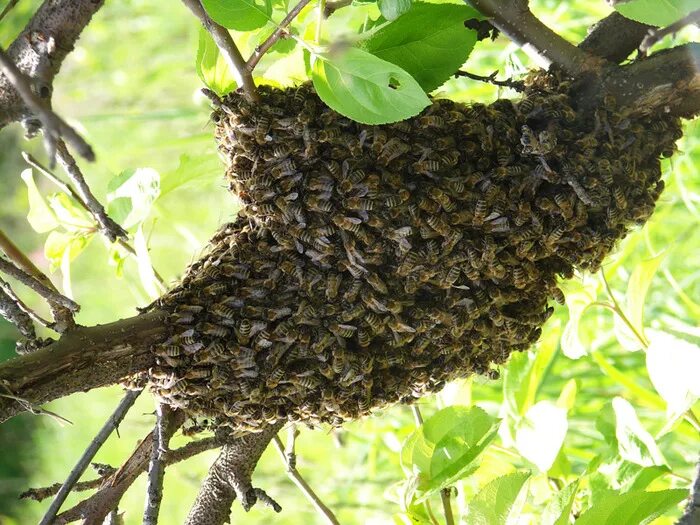 Роение пчел в улье. Пчела залетела в дом. Вылетают из ульев. Вылетают из ульев. Вылетают из ульев.