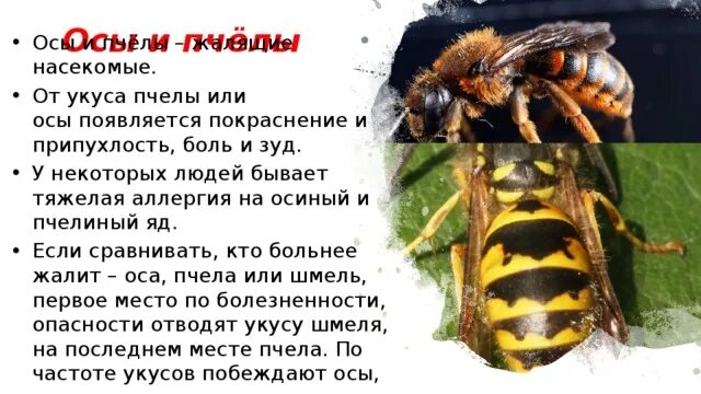 Стих про осу для детей. Рассказ про осу. Доклад про осу. Информация о пчелах. Стихотворение последний шмель