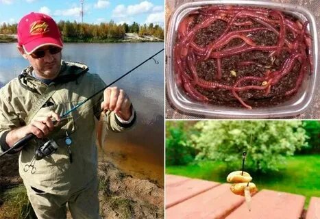 На какую приманку ловили рыбу мальчики