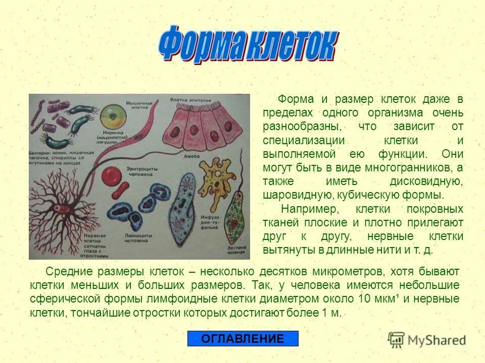 Сохраняет форму клетки и сохраняет ее содержимое