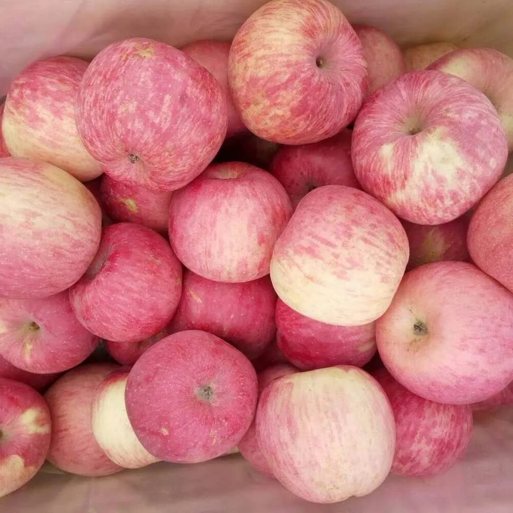 Яблоня розовый налив. Яблоки розовый налив. Розовые яблоки сорт. Яблоки с розовой мякотью.