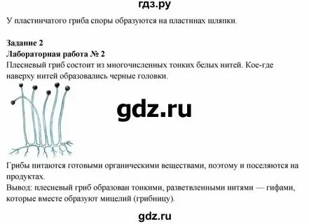 Биология 6 класс страница 29 лабораторная работа