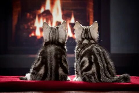 2 кота теплый
