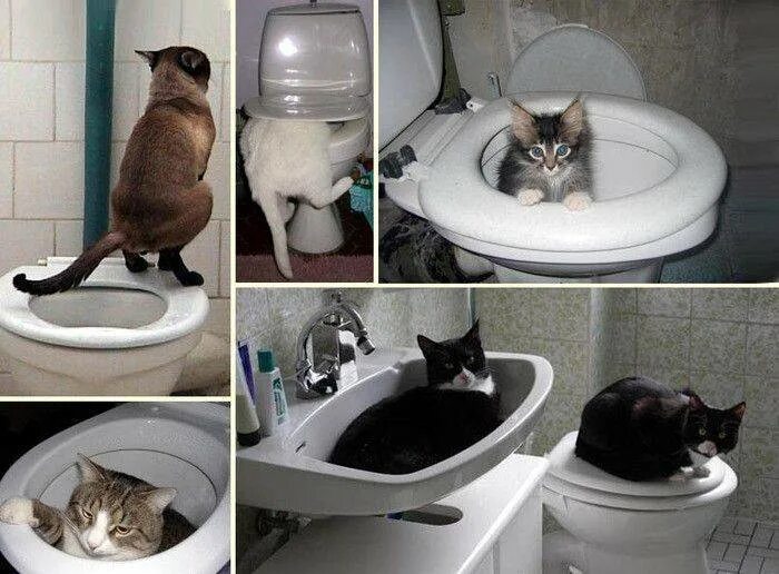 Кот не ходит в туалет что делать. Приучение кота к унитазу. котенок в унитазе. кошка ходит в унитаз. коты которые ходят на унитаз.
