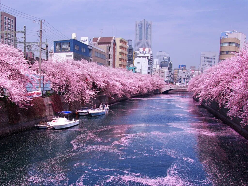 Храм сэнсо-дзи токио. О-ханами — фестиваль цветения и любования сакурой в японии. Цветение сакуры в йокогаме. Черри блоссом в токио. Сакура ханами токио.