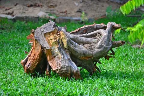 Бревенчатый корень