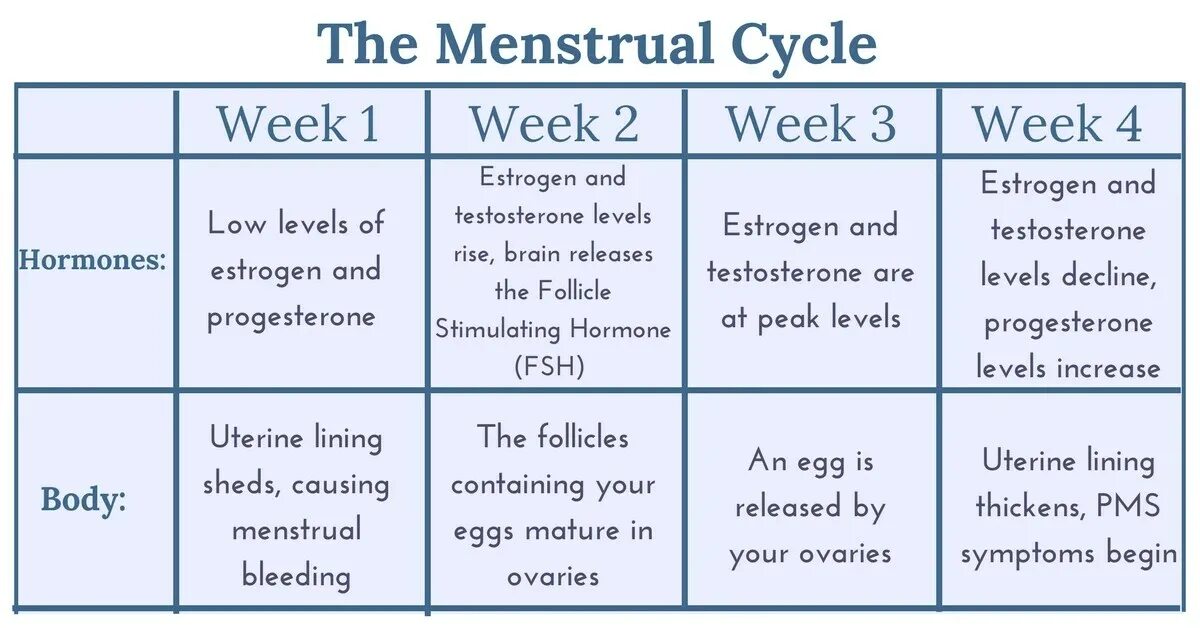 2 week period. Menstrual cycle is. figo menstrual cycle. menstruation cycle. menstruation cycle period.