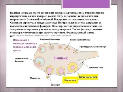 Женских половых клеток яичников