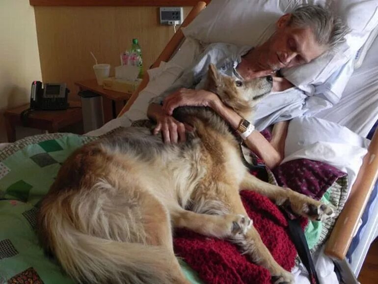 Могилки животных. Что делать с умершим домашним животным. Смерть домашнего любимца. Ростовский крематорий кремация животных. Смерть домашнего любимца.