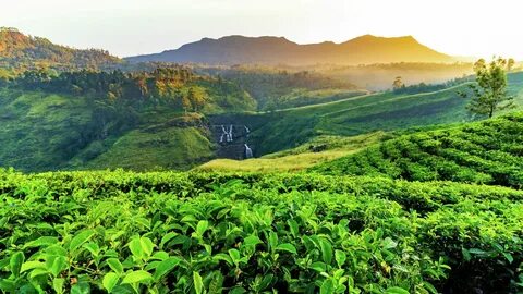Чайные плантации на шри ланке