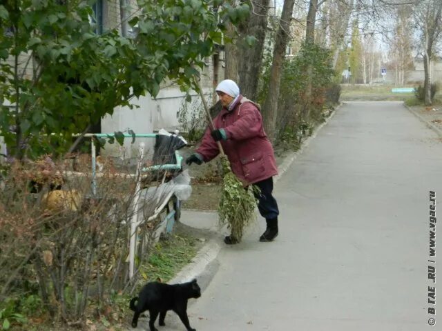 Почему убрали даст. Панды убирать листья. В городах зачем убирают листву. Зеки убирают листья. Листья убирают Тюмень.