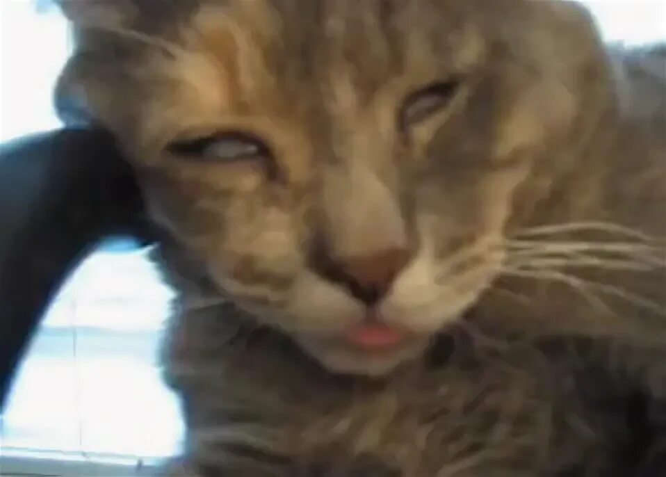 кот в плохом качестве. коту плохо. смешные котики в плохом качестве. милый кот селфи. смешной кот в плохом качестве.