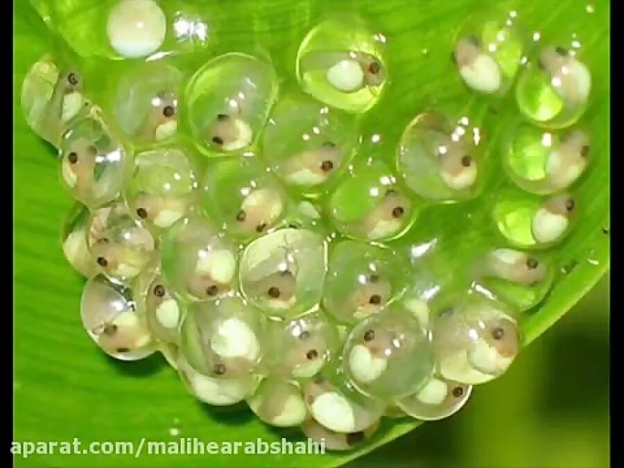 мальки лягушек. икринки земноводных. головастик озерной лягушки. лягушачья икра. головастик бесхвостой амфибии.