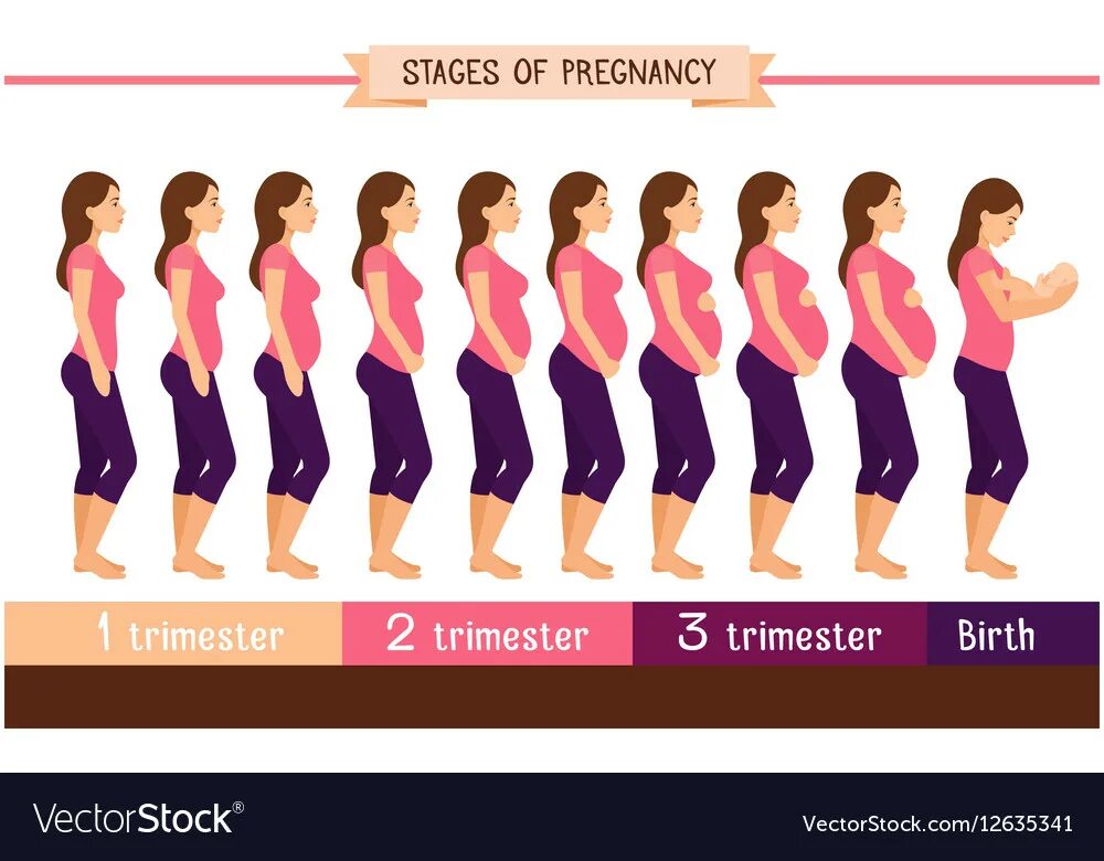 На какой неделе беременности растет живот. Стадия беременности по триместру. Этапы беременности по месяцам. Беременность по триместрам картинки. Животик по триместрам.