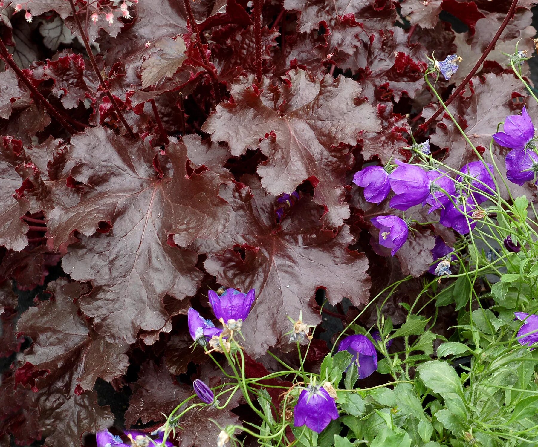 Гейхера блэк. Гейхера heuchera black taffeta. гейхера black beauty. гейхера блэк таффета. гейхера black taffeta (блэк таффета).