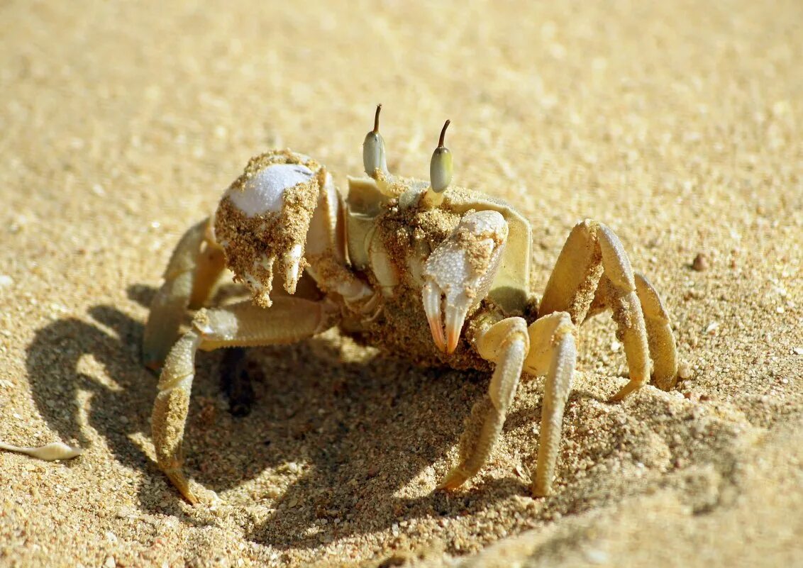 крабик оснастка. краснодар крабика атарбекова 7. краб кардисома. крабика краснодар. радужный мангровый краб.