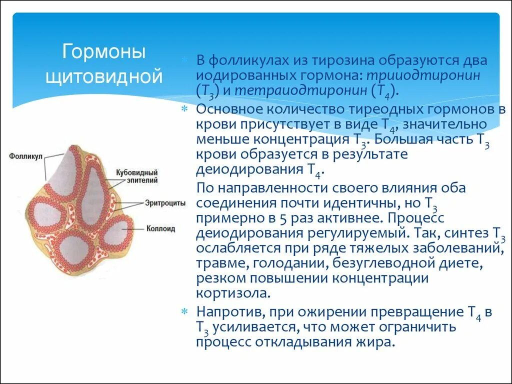 Т3 гормон щитовидной железы. Фолликул щитовидной железы. В щитовидной железе образуются гормоны. Фолликул щитовидной железы образован.