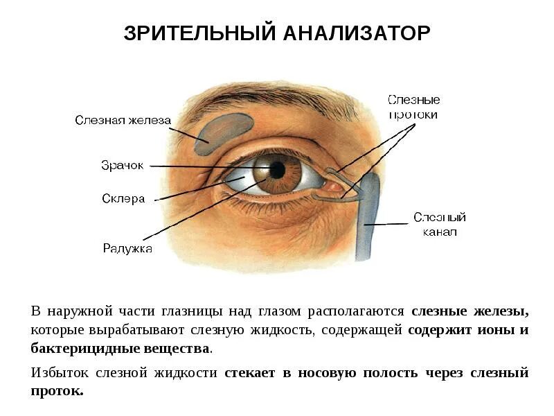 К каким железам относится слезная железа