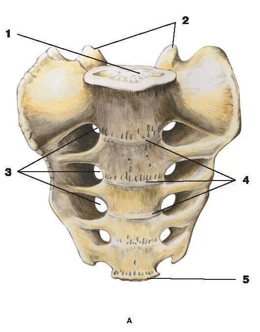 Крестец кость анатомия. Крестцовые позвонки анатомия. Крестцовый синостоз. Крестец анатомический атлас.