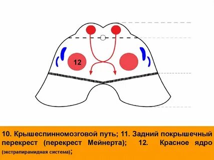 Перекрест мейнерта