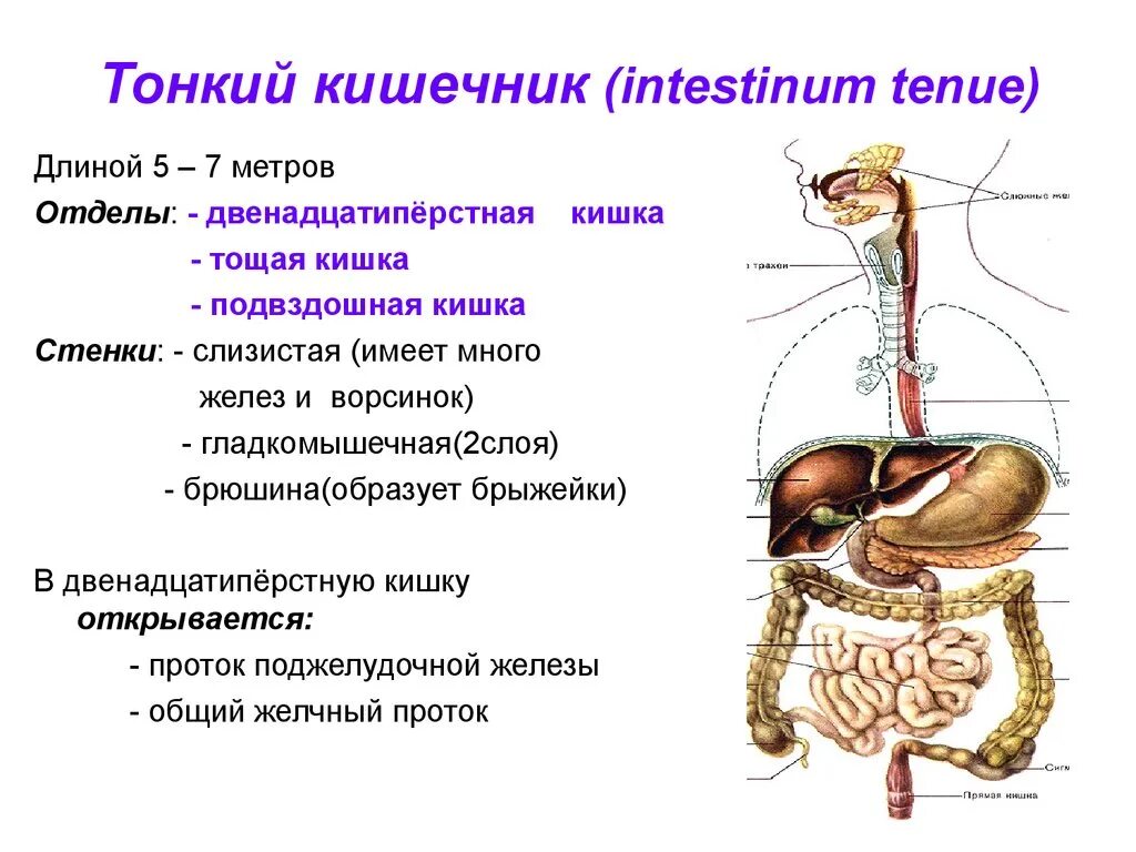 В тонкую кишку открываются. Пищеварительная система человека тощая кишка. Пищеварительная система человека анатомия:тонкая кишка. Пищеварительная система тонкая кишка анатомия. Отделы тонкой кишки анатомия.