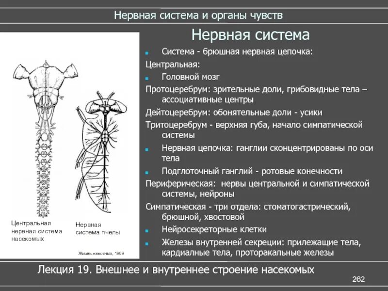 Брюшная нервная цепочка. Нервная система насекомых. Брюшная нервная цепочка строение. Строение нервной системы насекомых.