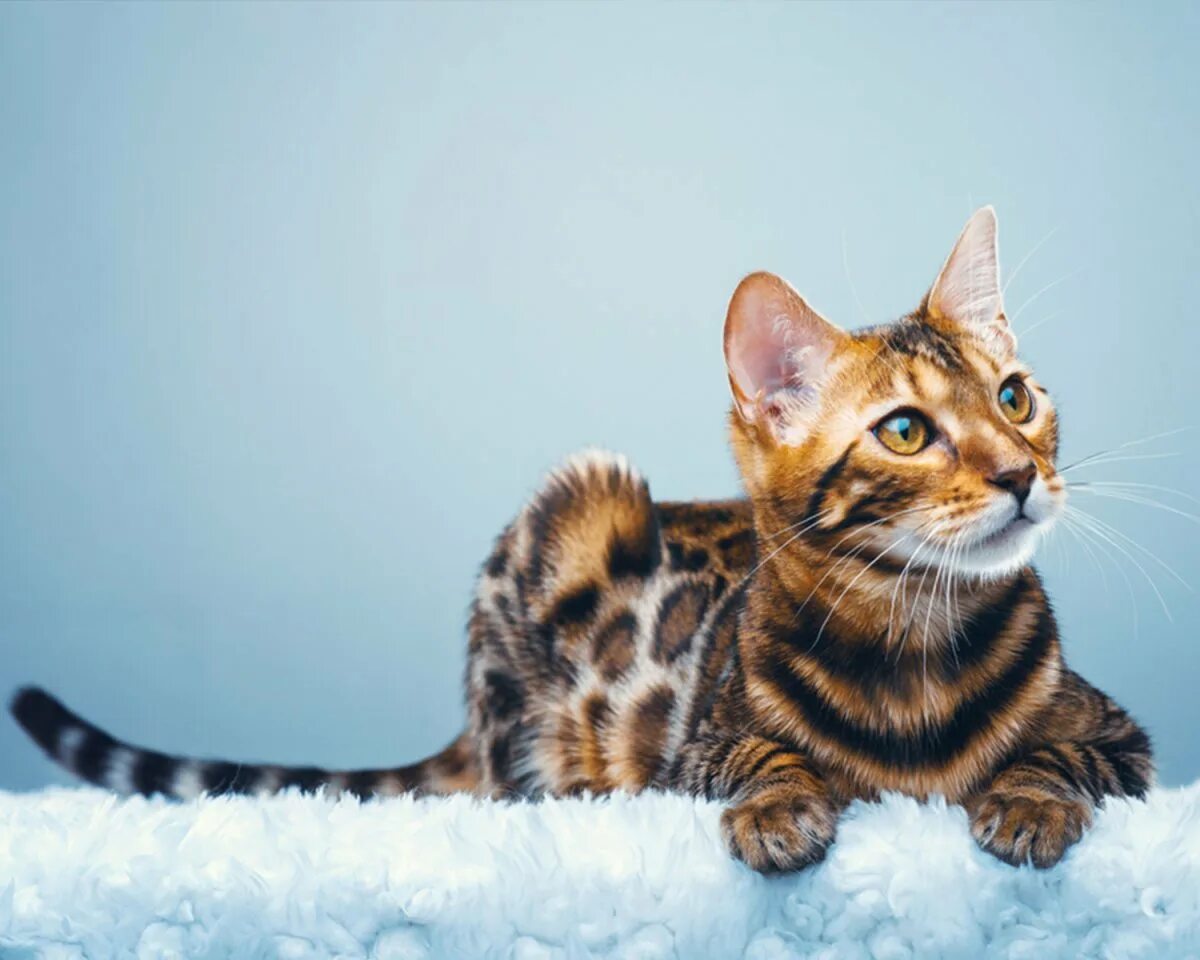Бенгальский кот. Бенгальская короткошерстная бенгал. Кот тойгер. Бенгальский кот полосатый. Хорошая кошка бенгальская