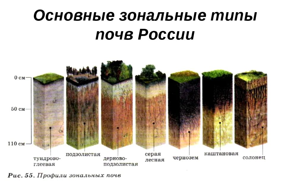 Почва главный источник. Самые распростроненные почвы Росси. Почвы России схема. Наиболее распространенные типы почв в России. Типы почв России 6 класс.