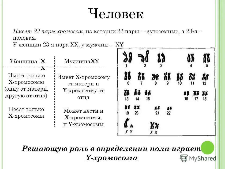 Кариотип человека определяют