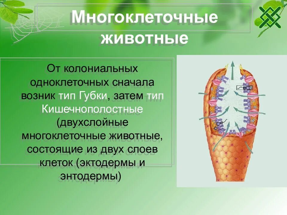 Самый многочисленный тип многоклеточных. Многоклеточные животные 7 класс биология. организм многоклеточных животных. типы многоклеточных животных. двухслойные многоклеточные.