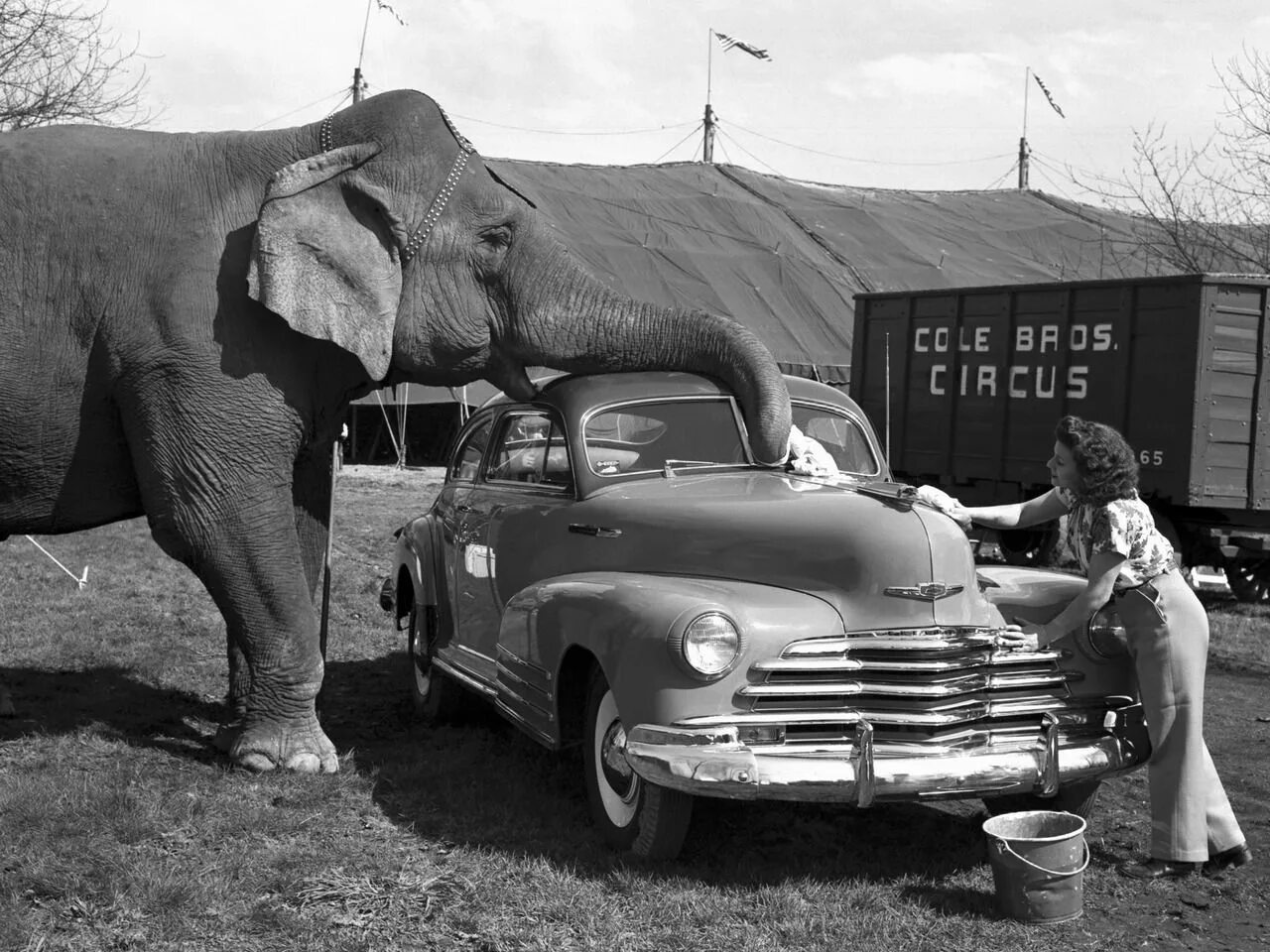 Elephant car. 1947 Chevrolet Fleetline. Америка 1950. Машины в Америке в 1947 году. Слон автомобиль.