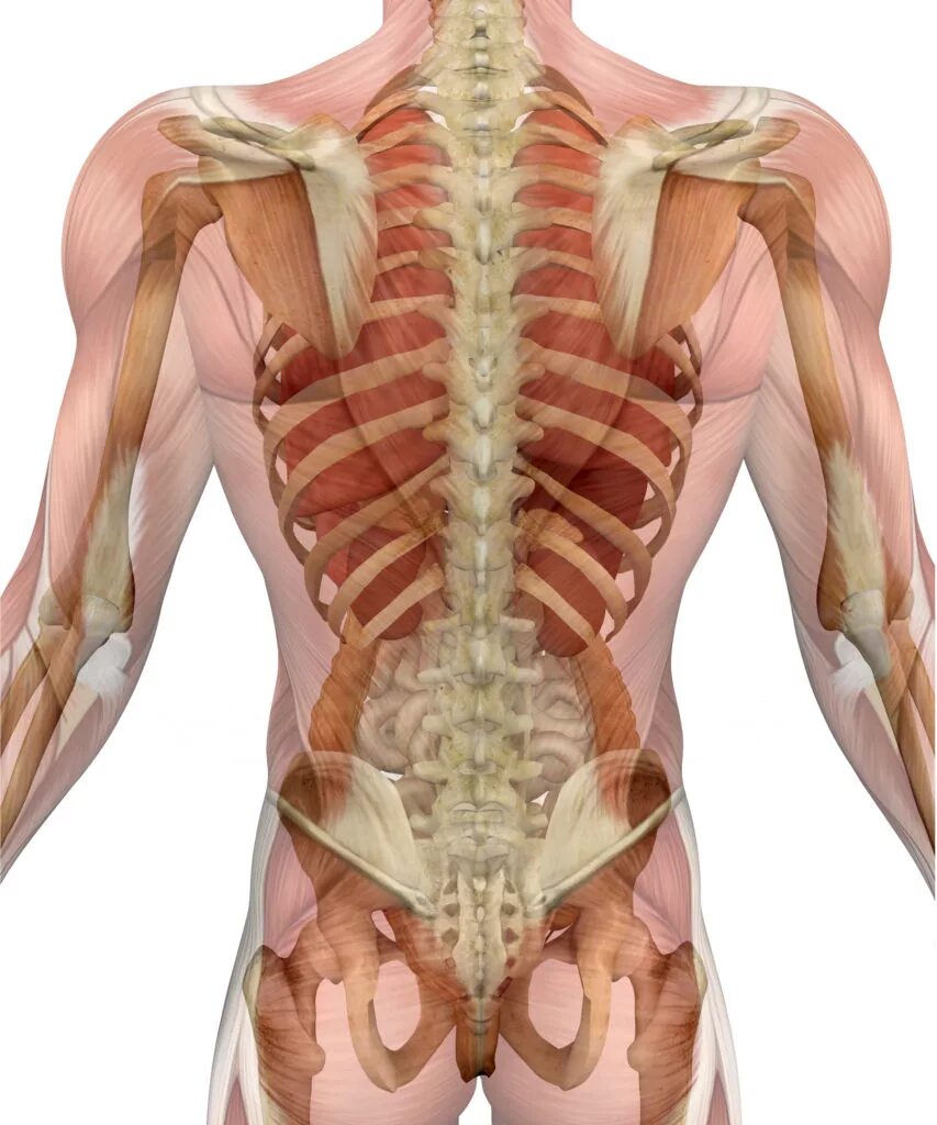 Анатомия тела человека со спины. Органы человека со спины. Анатомия человека со спины органы. Строение внутренних органов со спины.