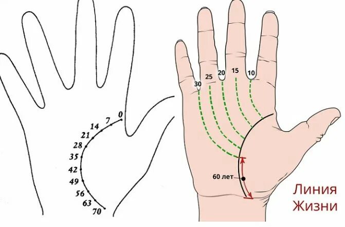 Линия жизни продолжительность жизни. Линия жизни по годам. Датировка линии жизни. Года на линии жизни. Возраст по линии жизни.