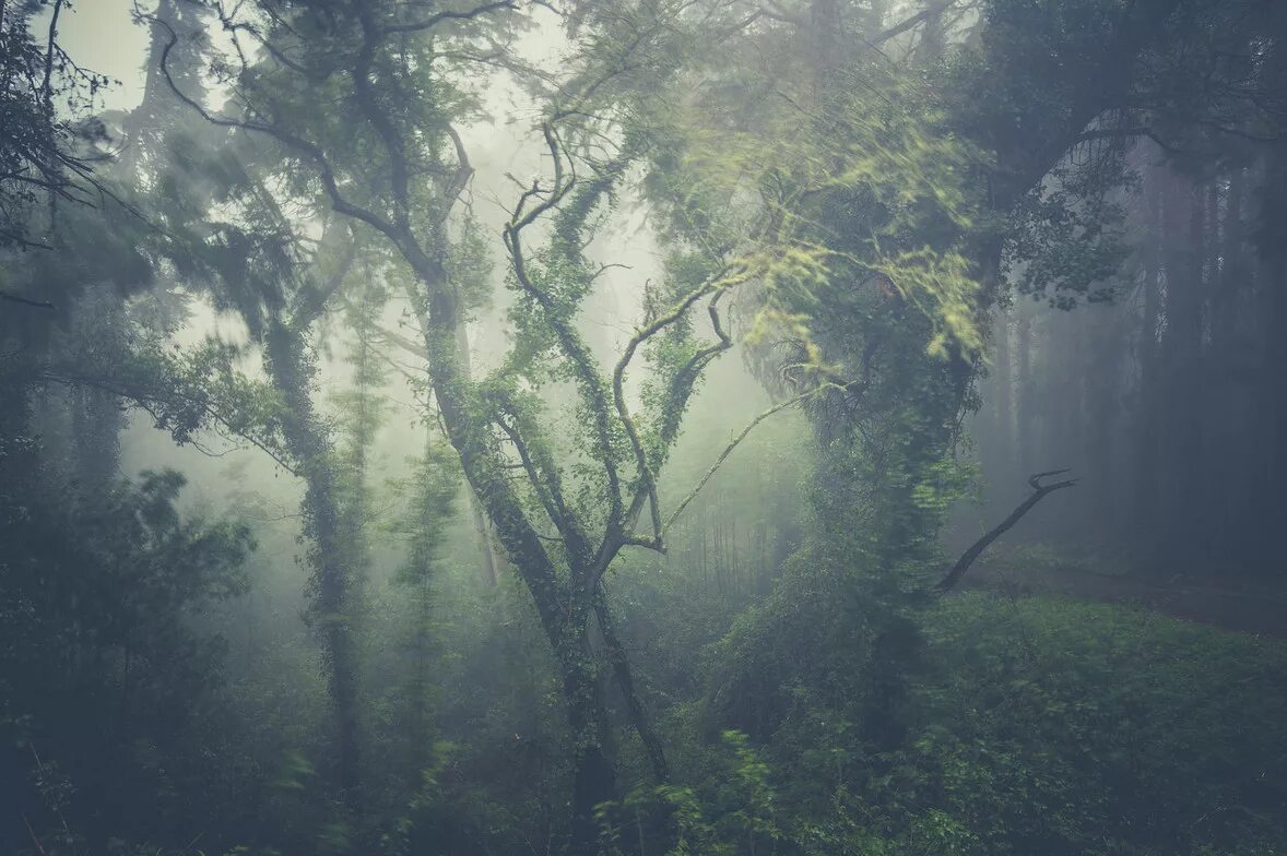 Туманный пейзаж. Туманные леса. Эстетика леса в тумане. Лес в тумане. Загадочные туманы
