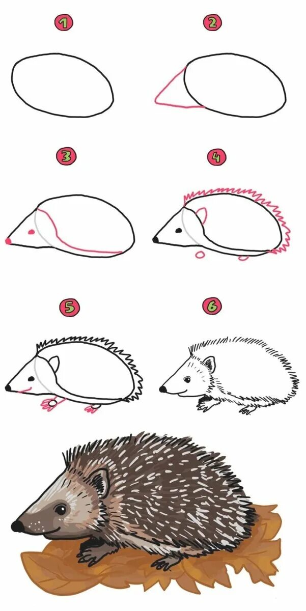Как нарисовать ежика карандашом. Как нарисовать ежика карандашом. Схема рисования ежика для детей. Поэтопно рисование для детей. Рисунок ежа поэтапно.