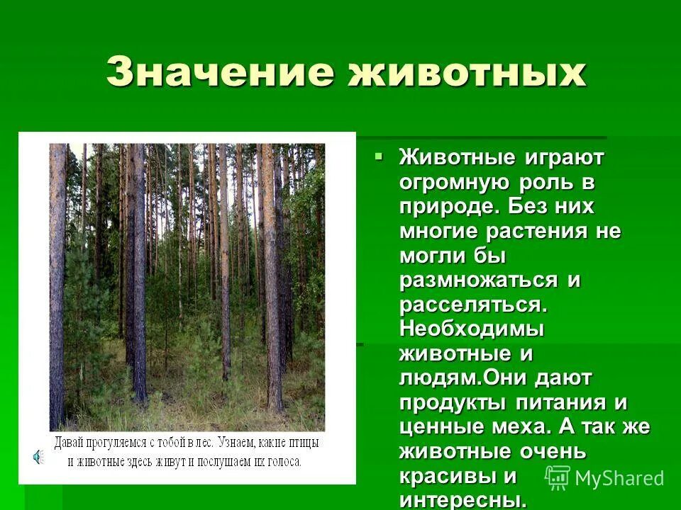 Значение рассказов о природе. Рассказ на тему роль животных в природе. Сообщение на тему роль животных в природе. Доклад на тему роль животных в природе. Ролт животных в природе.