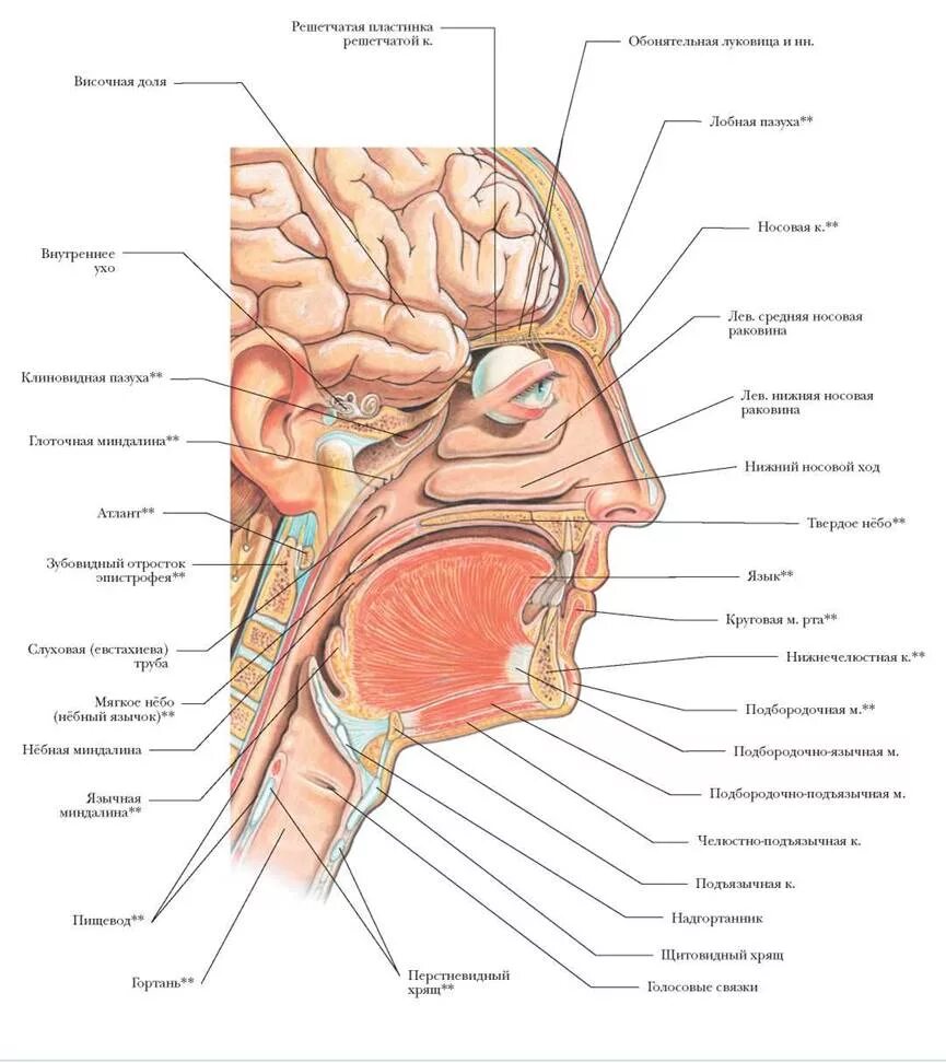 Полость носа и глотки. Ротовая полость анатомия человека атлас. Носовая полость анатомия атлас. Анатомия носа человека атлас. Перегородка между носовой и ротовой полостью.