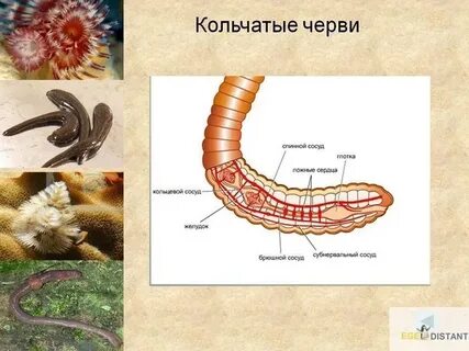 Группы организмов черви
