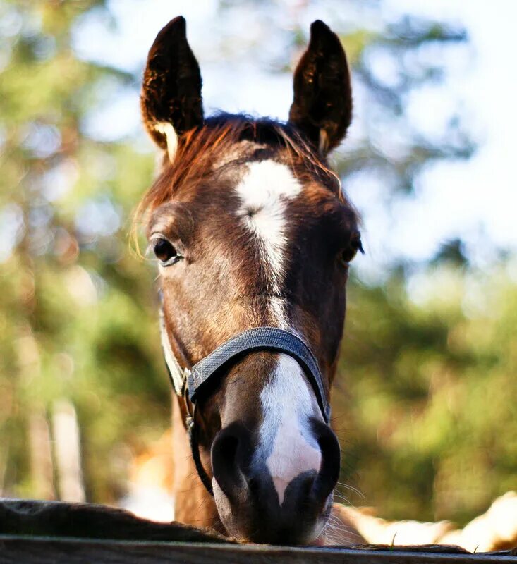Лошадь ждет. Лошадь во сне. К чему снится потерянная лошадь. Черный скакун. Коник лошадь.