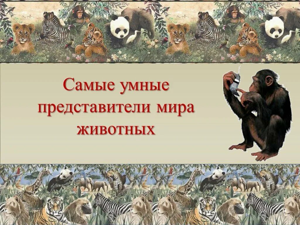 Найдите 3 мудрых зверей. В мире животных презентация. Презентация самое умное животное в мире.