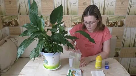 Чем подкормить комнатный цветок желтеют листья