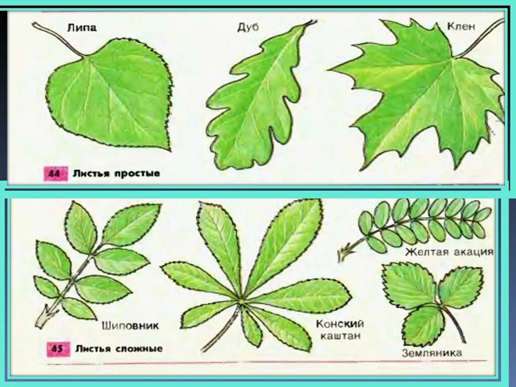 У большинства есть листья. Клен простой или сложный лист. Простые и сложные листья. Формы сложных листьев. Деревья с простыми листьями.