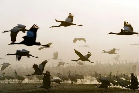 Migrate