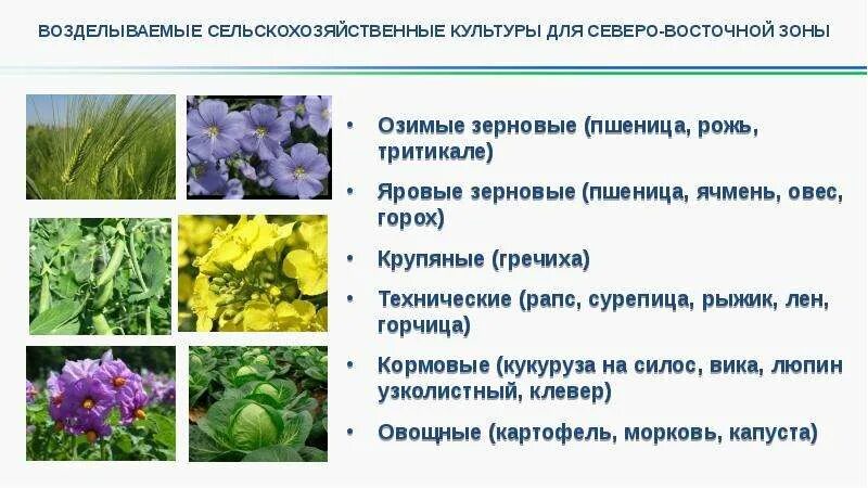 В чем ценность культурных сельскохозяйственных растений. Возделываемые сельскохозяйственные культуры. Технические культуры. Зерновые и технические культуры. Кормовые и технические культуры что это.