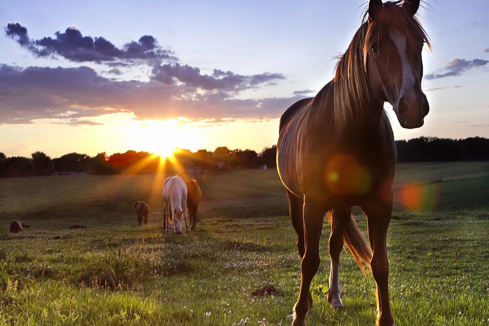 Horses are beautiful. Лошади на рассвете. Лошади на природе. Лошади в деревне. Красивые лошади.