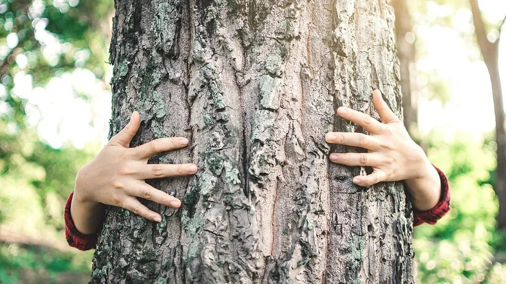 Деревья доноры. Девушка обнимает дерево. Обхватить дерево. Женщина между деревьями. Руки обнимают дерево.