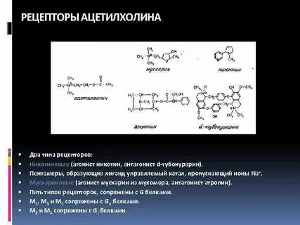 Ацетилхолиновые рецепторы